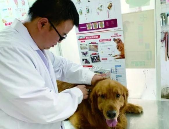 新养犬条例下月实施 再不牵好狗链子你要摊事了