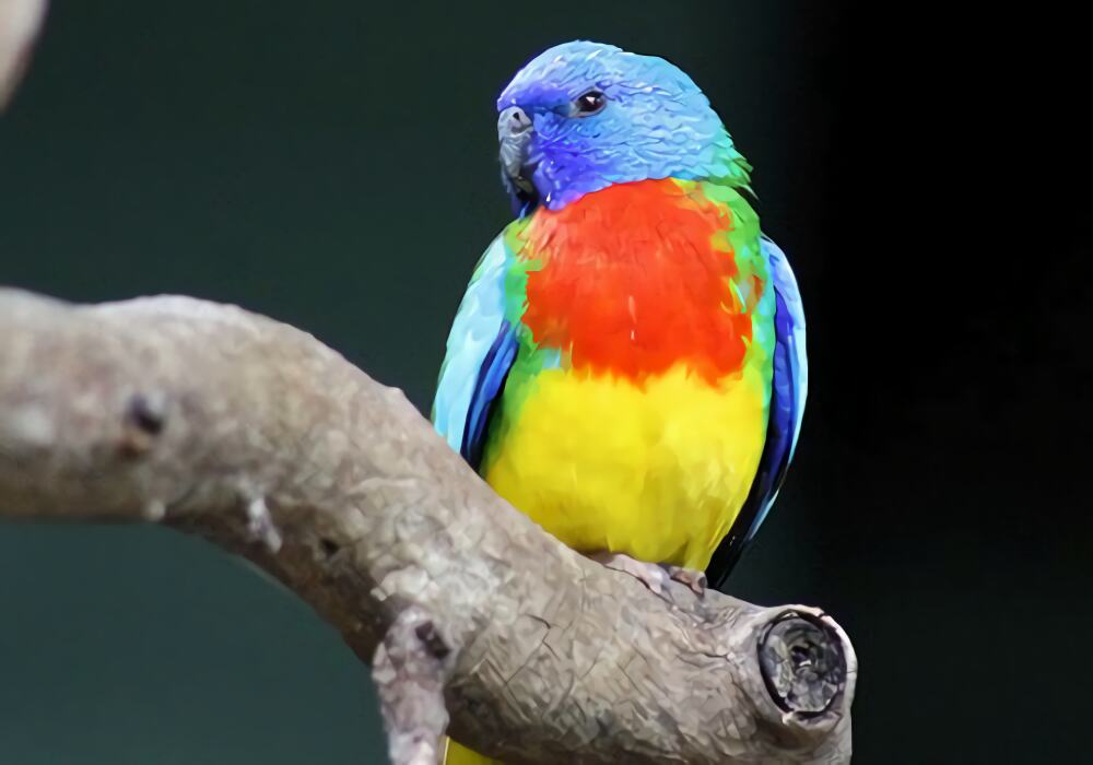 鲜红胸鹦鹉身份信息