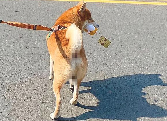 柴犬少女心爆棚泛滥成灾,非得娃娃机里的公仔,狗狗:夹不上就不动
