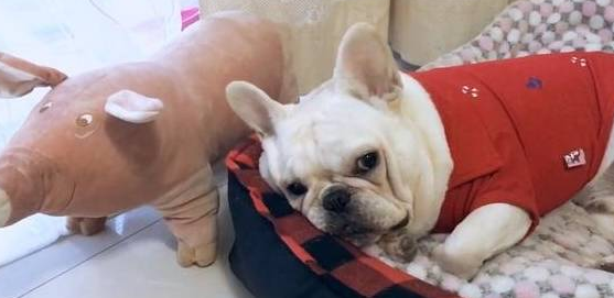 斗牛犬缩进被窝不出来,外面冷