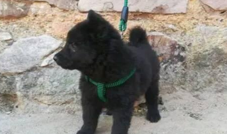 男子花300元买五黑犬,卖家想花重金买回,却被拒之门外