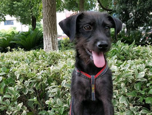 大冬天流浪犬却没个好去处,摸着它那排骨样的身体,女生更为心痛了
