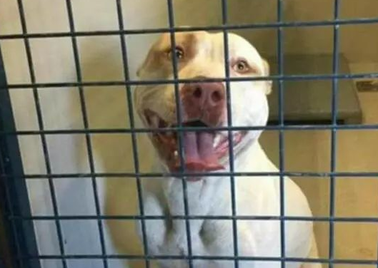 澳洲比特犬Buddy奋不顾身救落水男孩,警察却说:狗具有攻击性必须抓起来