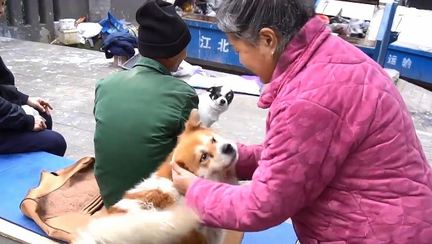 忠犬殡仪馆外守主人3天，听到旧事便流泪！网友们大赞：好有灵性