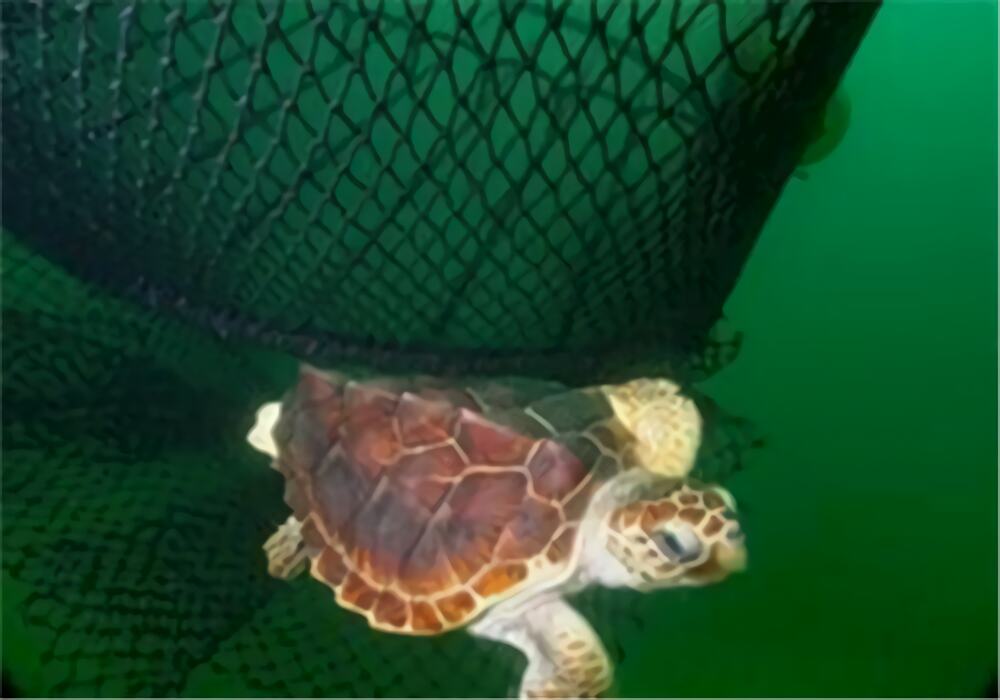 大西洋蠵龟身份信息