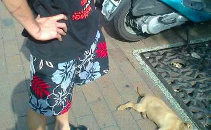 自己的狗就能够随便打?台湾男子徒手虐死幼犬!