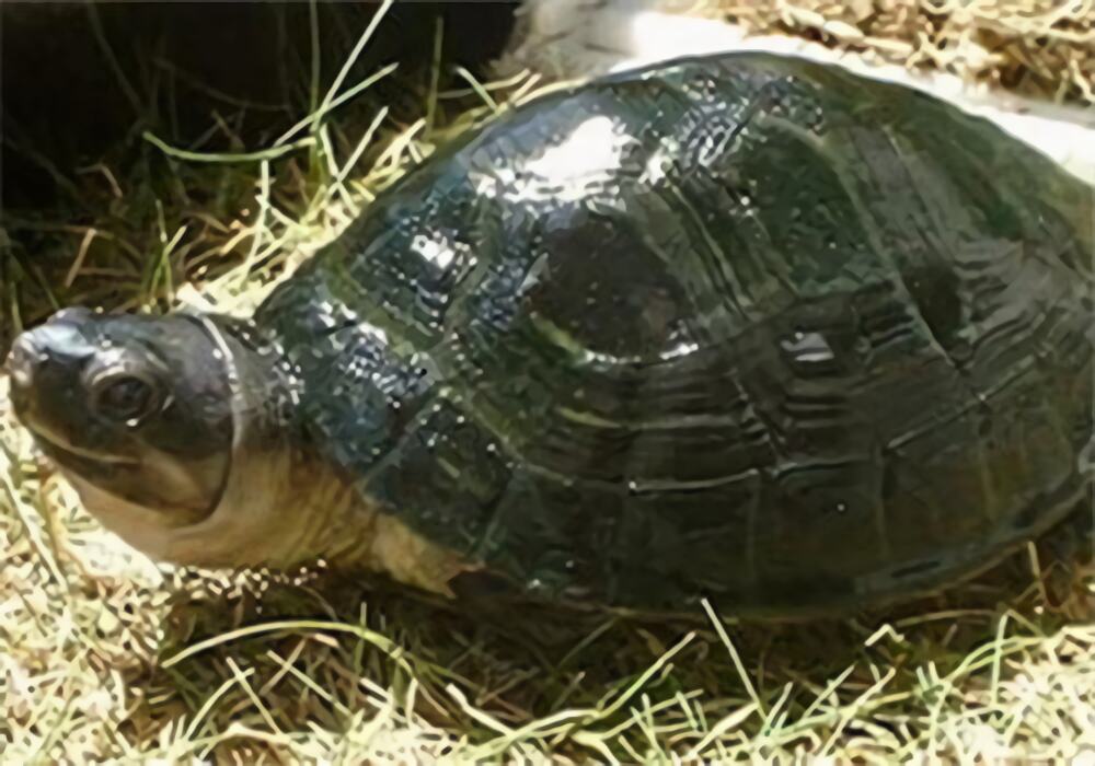 马来西亚巨龟身份信息