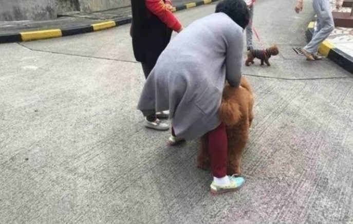 泰迪犬大街上乱认亲朋好友,铲屎官拉都拉不了,场景真是太逗