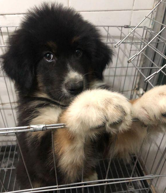 道上捡到只走丢的流浪犬,男孩儿带去宠物店后,老总:这狗卖我啊