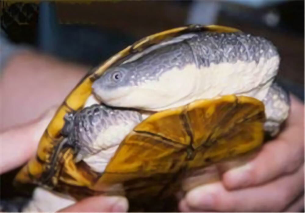 巨头蛇颈龟身份信息