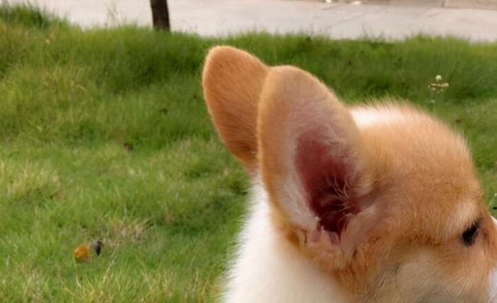 一宠主家的小柯基从小就喜欢玩逗猫棒,主人:我怀疑养了只假狗