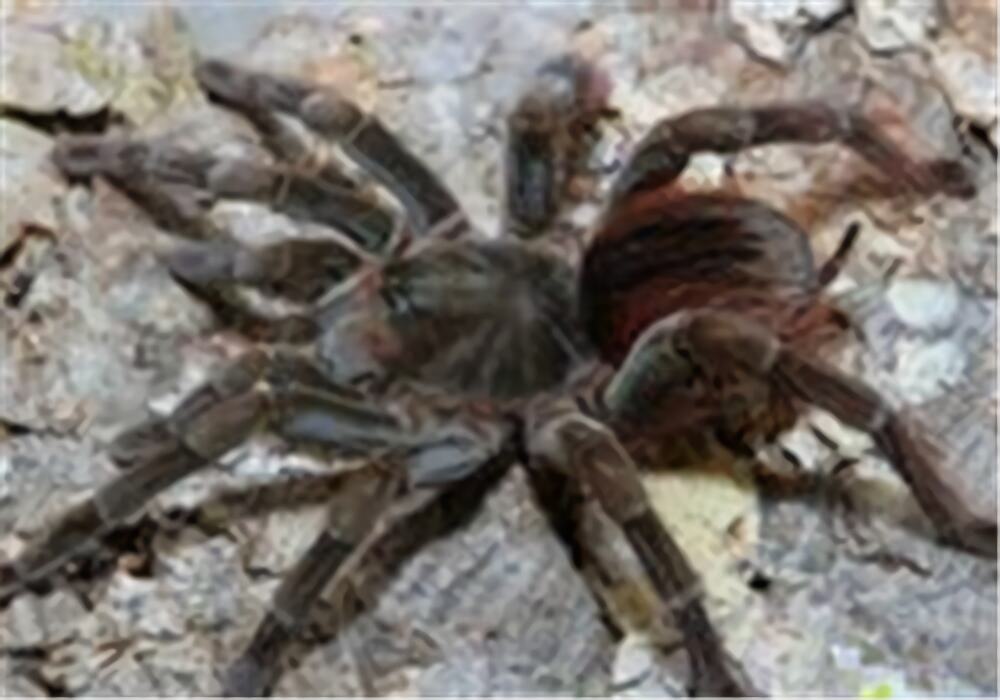 厄瓜多尔棕丝绒身份信息