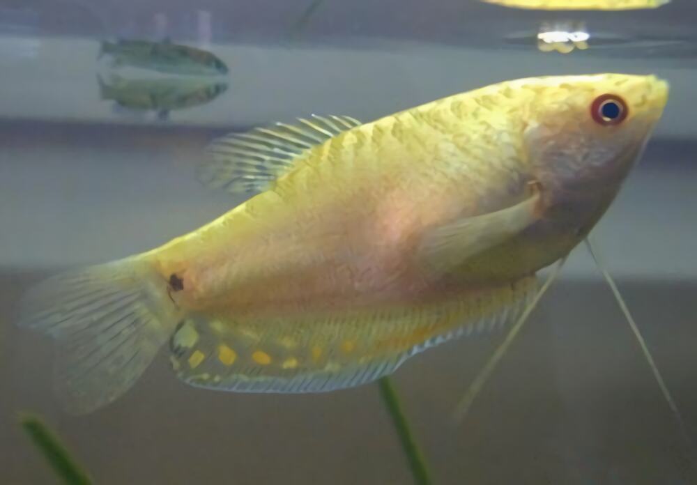 黄曼龙鱼身份信息