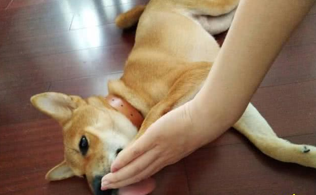 狗狗也会撒娇:麻麻,就这样不要松开好吗
