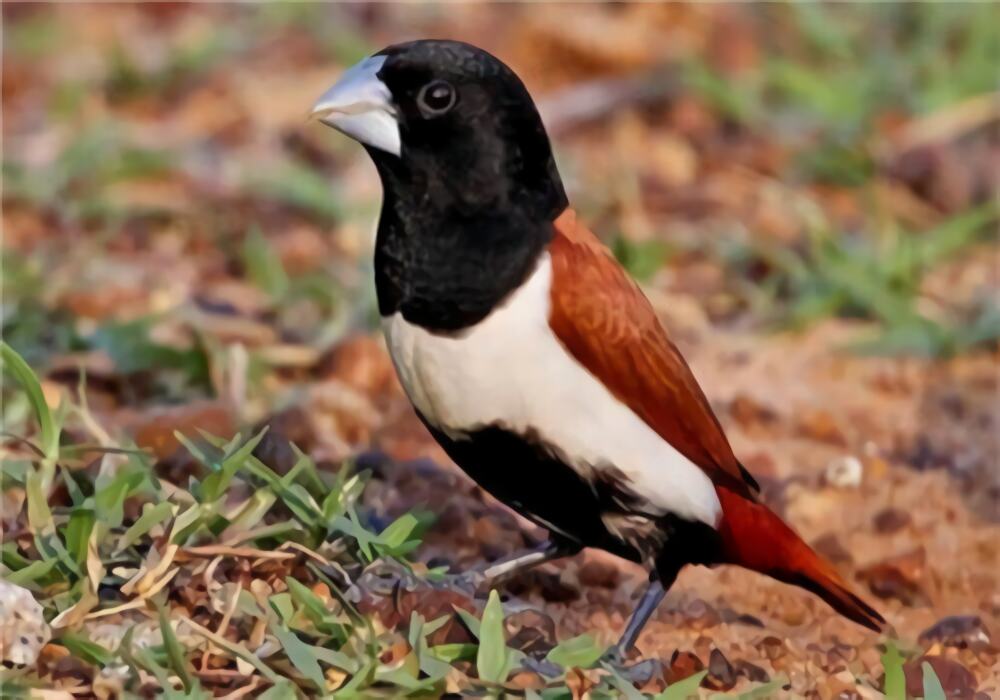 栗腹文鸟身份信息