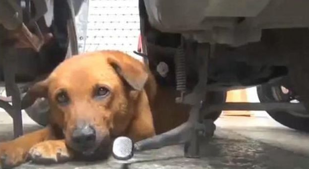 狗狗每日守去医院大门口,大家了解实情后被打动了!