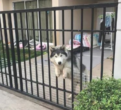 隔壁邻居的阿拉斯加犬,见到自身一直很兴奋,但之后都需要被拯救一番