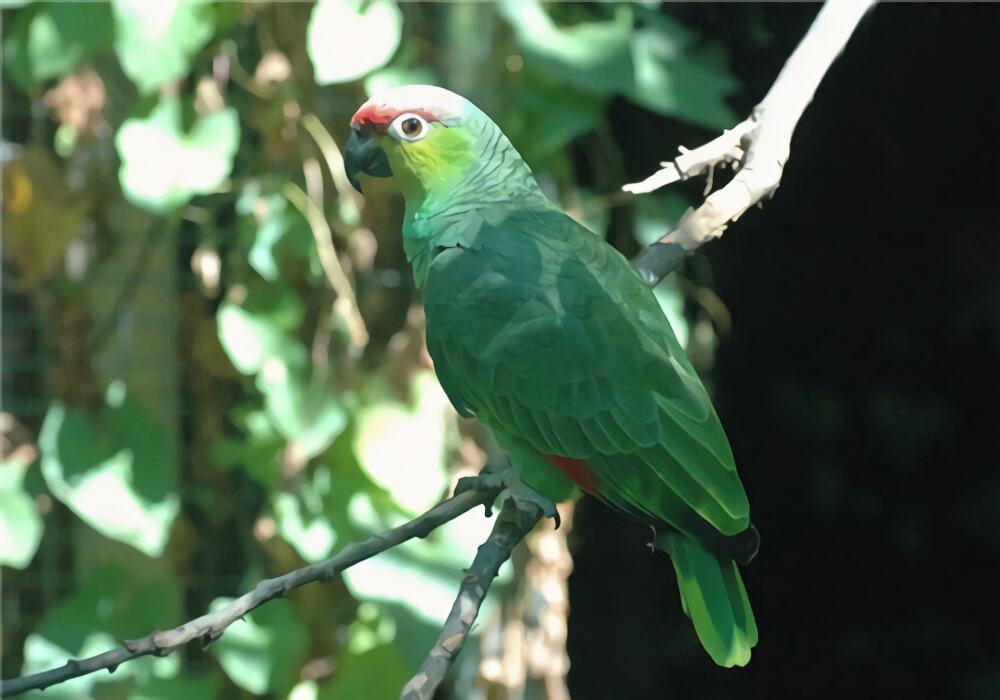 红额鹦鹉身份信息