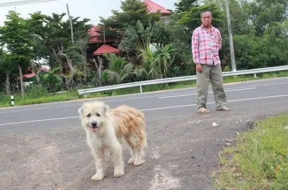 狗狗走丢了,路口等待主人4年,重逢时,它却不跟主人走了
