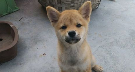 假期结束了,柴犬要跟主人家离去家乡了,可它都还没玩够