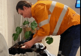 看到主人在游戏里撸狗，狗子气炸直接开骂，这是连电子醋都吃？