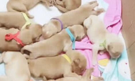 趁金毛不留意,金毛将小狗藏起来,二哈:这是我干儿!