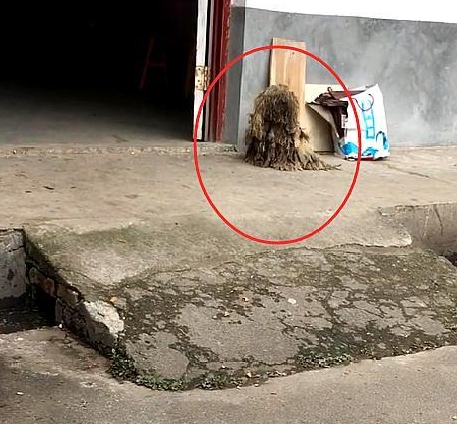 一只3年没冼澡的泰迪，有一些狗，真不适宜在农村养