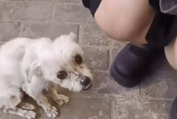 捡到生病的流浪狗手术费要上万,医院愿意无偿做,但条件令人不解