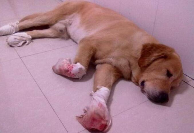 小宝宝一不小心弄翻玻璃茶杯，却害了家中狗狗