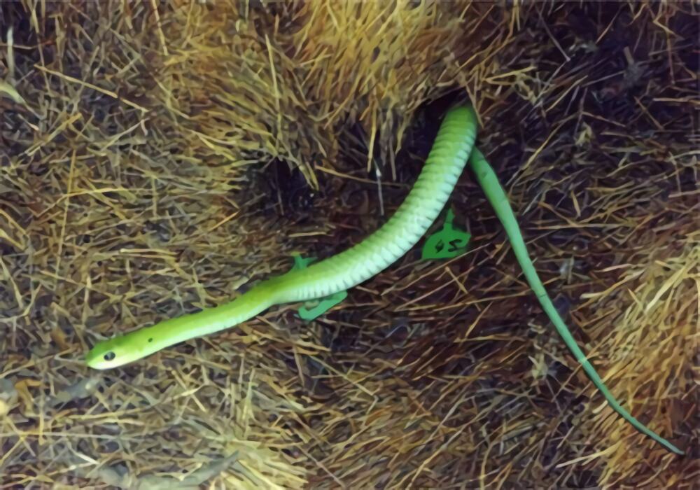 非洲树蛇身份信息