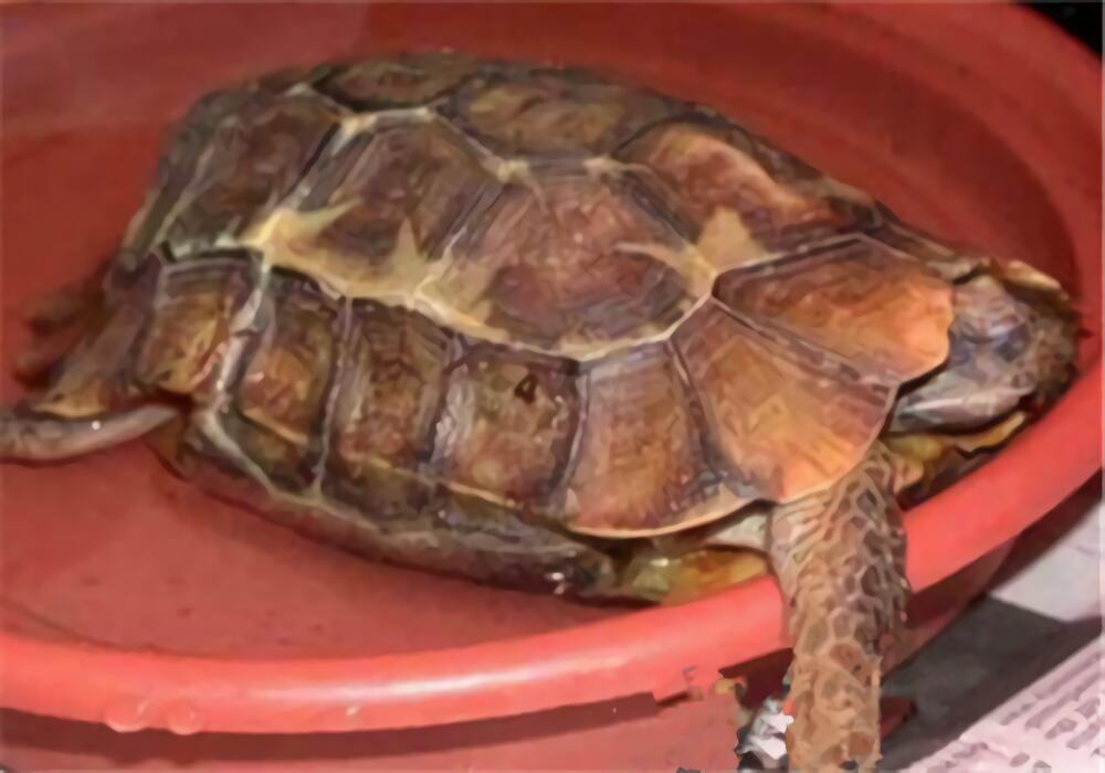 荷叶陆龟身份信息