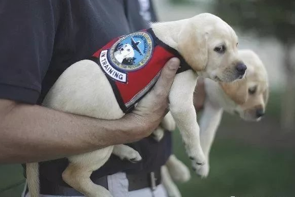 小小的工作犬第一日入岗的样子,明确并不是来装萌的?