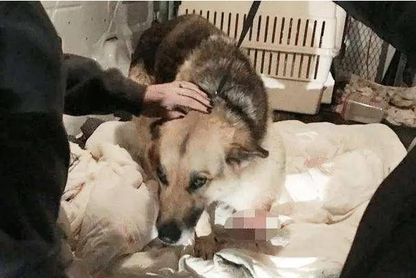 狗狗被主人家锁住丢弃,无吃吃喝喝的东西,为活下来忍疼将自身前腿啃掉