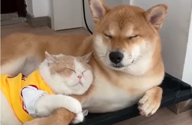 浙江一猫咪获得狗子宠爱就靠这一招！喵咪：我不松手，爱就不会走