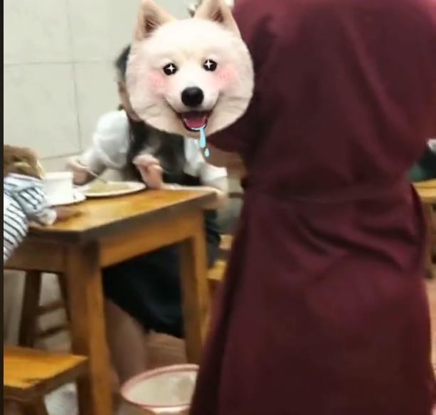 狗狗上餐桌与人同吃,饭店老板懵了,网友:再也不去了