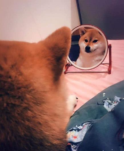 铲屎官化完妆忘收镜子, 意外看到柴犬臭美一幕, 第一次见狗子被帅笑了