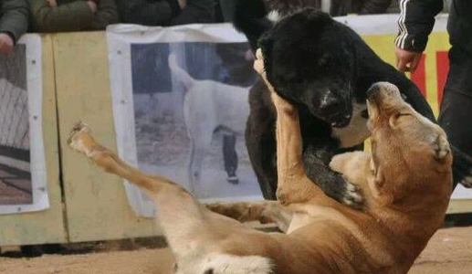 它是被称为野兽的猛犬,可与比特犬一战,胆小的人养不好这种犬