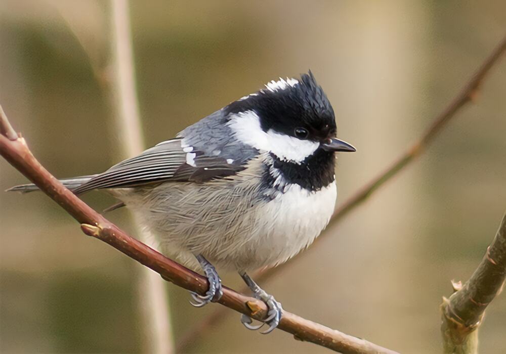 煤山雀身份信息