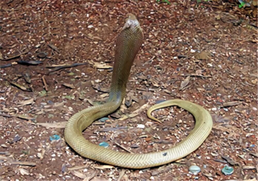 菲律宾眼镜蛇身份信息