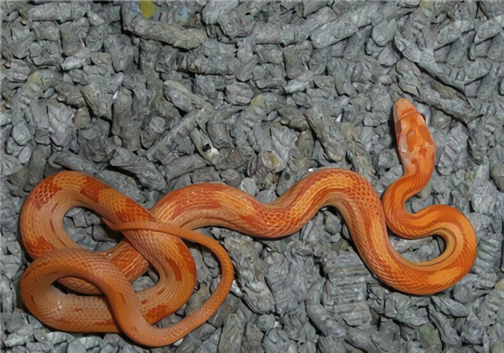 玉米蛇身份信息