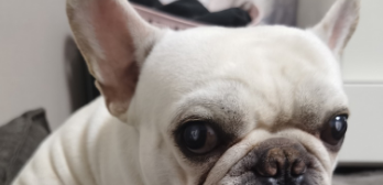 狗狗中暑记录