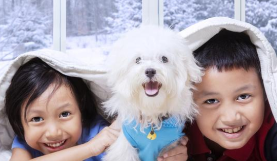 独自游荡在大街上的小奶狗，小男孩看见后放心不下