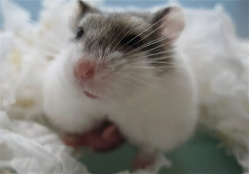 一线仓鼠身份信息