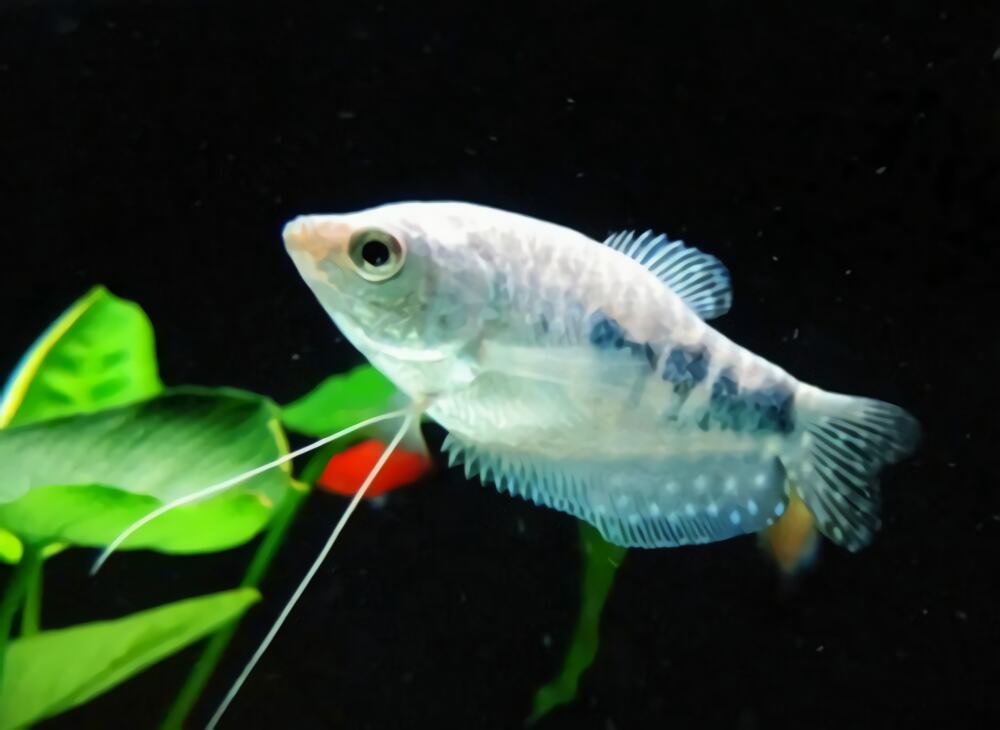 银曼龙身份信息