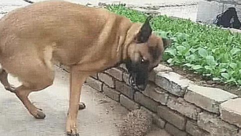 主人带狗狗外出,没走多长时间就叼回一个东西,主人一看开心坏掉