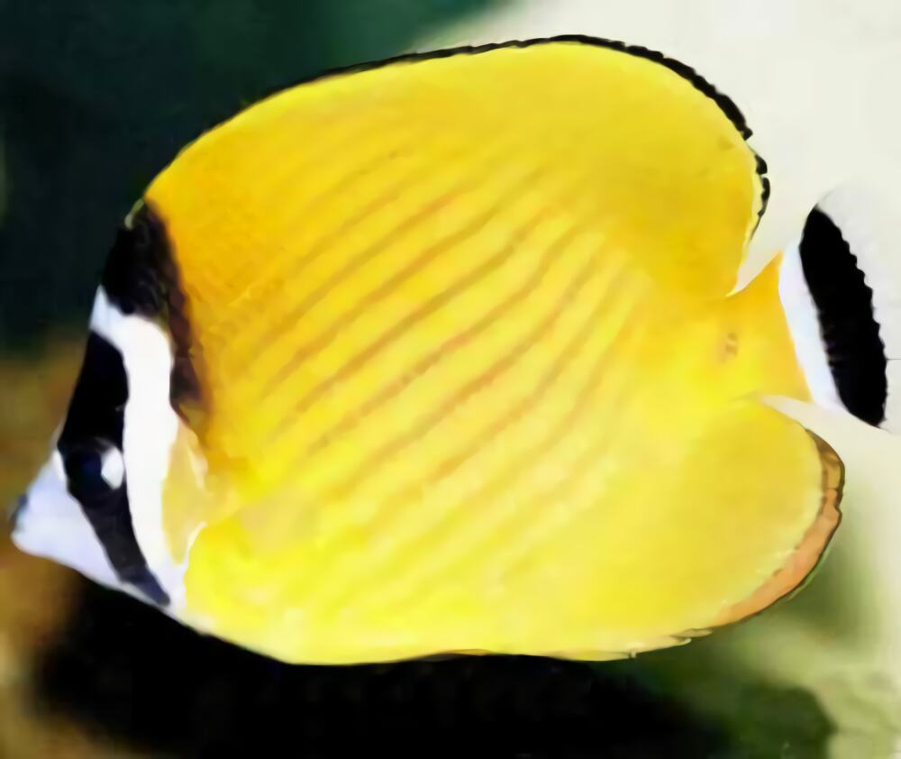 黑尾蝶身份信息