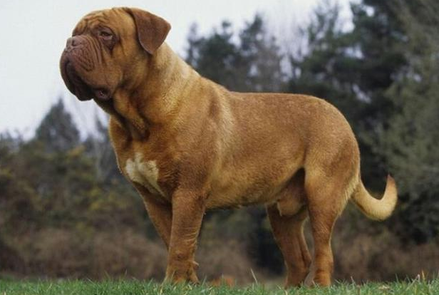 主人死后猫狗会做些什么 | 如果主人意外死亡家里的猫狗会怎样？听完法医的话后大吃一惊！