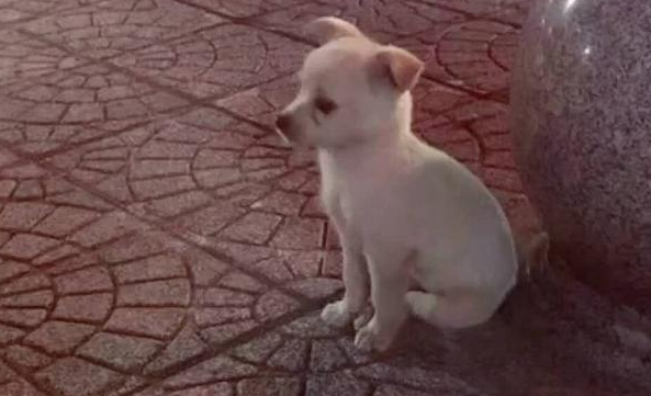 流浪犬躲在石墩旁,小小孤独背影好孤单,女生养十几天后真是萌炸掉