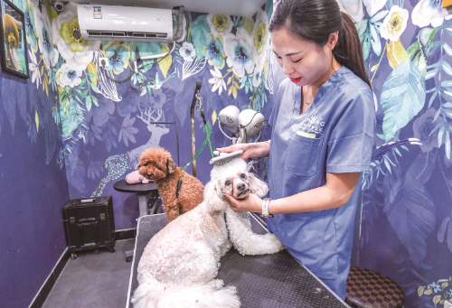 市民出游前想寄养猫猫狗狗常一房难求 “它经济”催热暑期宠物酒店市场
