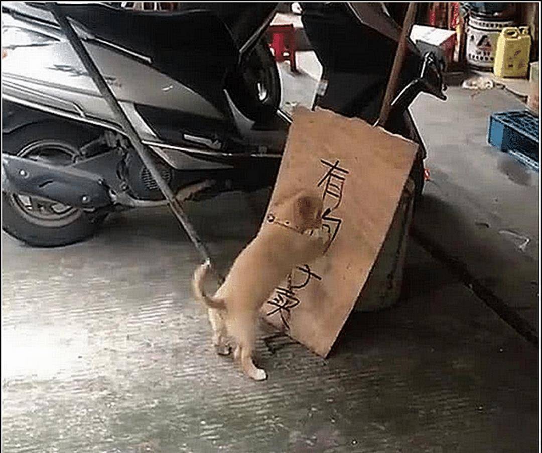 男主在门口放了个牌子,土狗发现不对劲,听到对话后顿时不淡定了